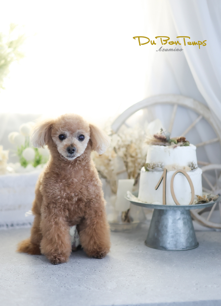 かわいいワンちゃん撮影！