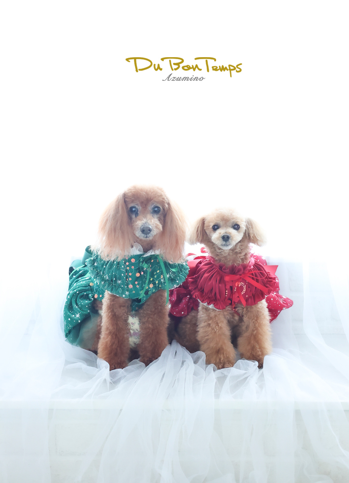 かわいいワンちゃん撮影！