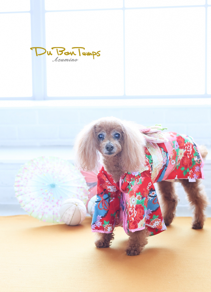 かわいいワンちゃん撮影！